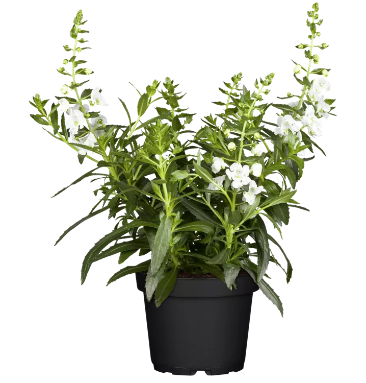 Angelonia, weiß, Angelonie; Engelsgesicht, Pflanzen Online und vor Ort