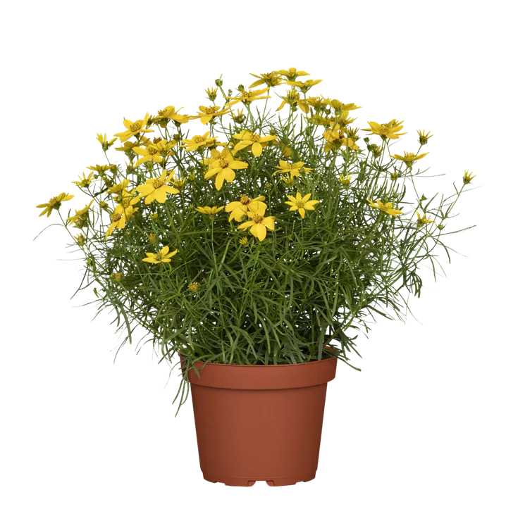 Coreopsis verticillata 'Zagreb', Mädchenauge 'Zagreb', Stauden Online