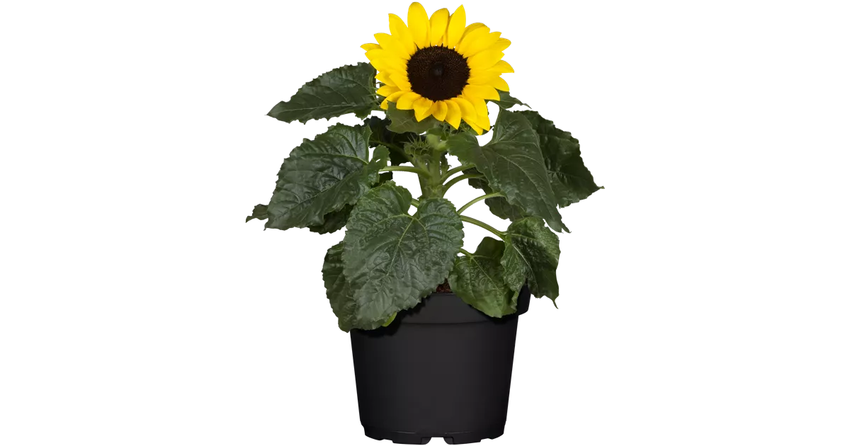 Helianthus annuus, Sonnenblume (Topfsonnenblume), Saisonpflanzen - Online  bestellen & kaufen - 1A Garten Ammer