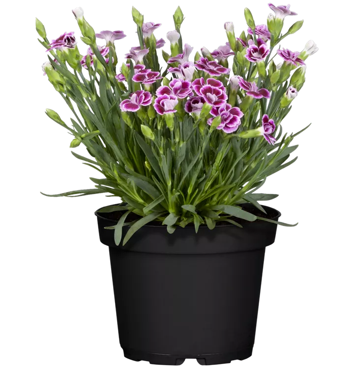 Dianthus 'Pink Kisses'®, PrinzessNelke 'Pink Kisses'®, Pflanzen Online