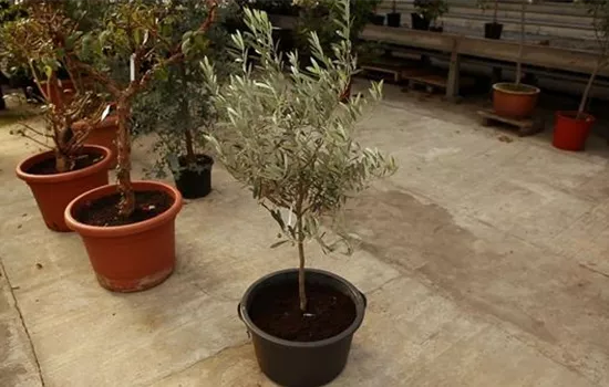 Olivenbaum - Überwintern