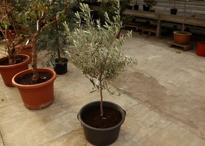 Olivenbaum - Überwintern