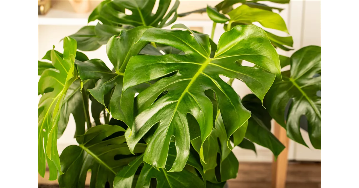 Zimmerpflanzen Online Shop Große Auswahl 1A Garten Ammer