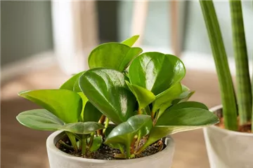 Zimmerpflanzen umtopfen – So werden grüne Mitbewohner groß