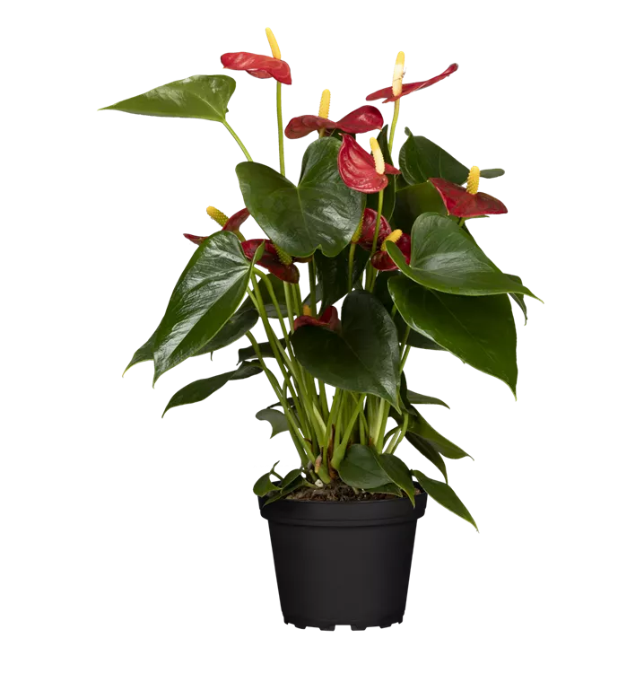 Anthurium x andreanum, rot, Flamingoblume, Zimmerpflanzen Online