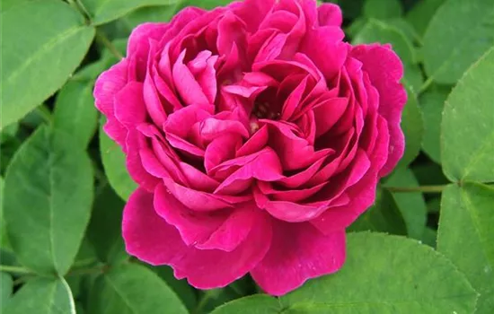 Strauchrose 'Rose de Resht'