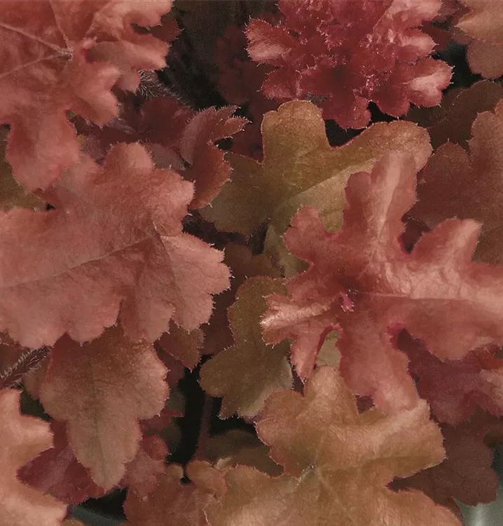 Heuchera "Black Pearl" 12cm Purpurglöckchen "Black Pearl" im Topf 12 cm 