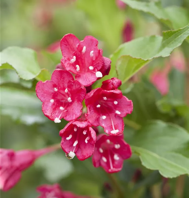 Weigelie 'Red Prince', Weigela 'Red Prince' 1A Garten Ammer