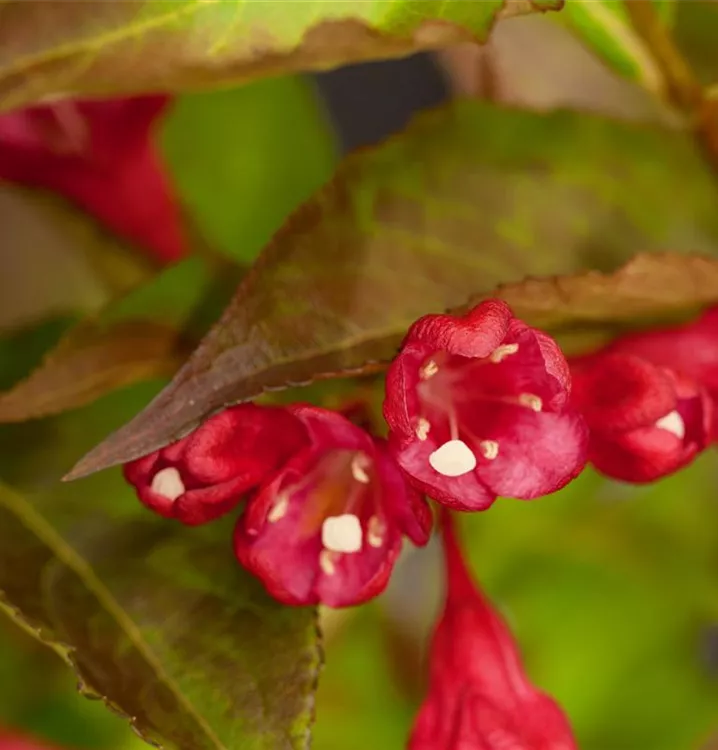 Weigelie 'All Summer Red', Weigela 'All Summer Red' 1A Garten Ammer