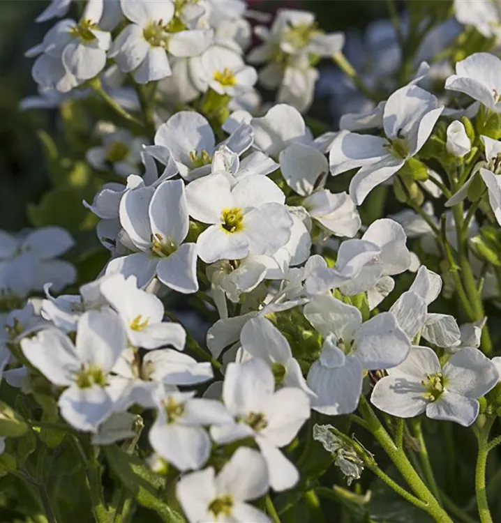 KaukasusGänsekresse 'Little Treasure White', Arabis caucasica 'Little