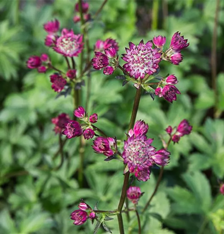 Astrantia major 'Star of Passion' R, Große Sterndolde 1A Garten Ammer