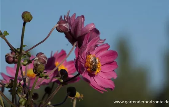 Garten-Herbst-Anemone 'Bressingham Glow'