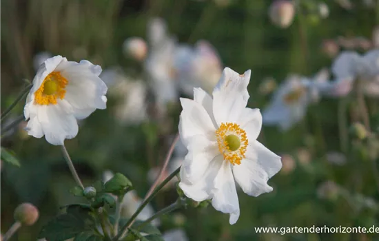 Garten-Herbst-Anemone 'Honorine Jobert'