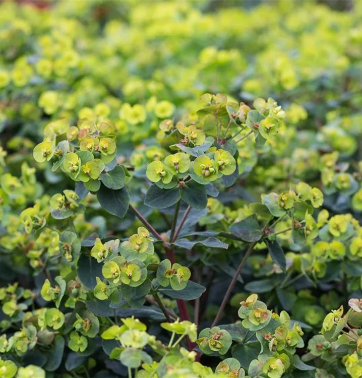 Mandelblättrige GartenWolfsmilch 'Purpurea', Euphorbia amygdaloides