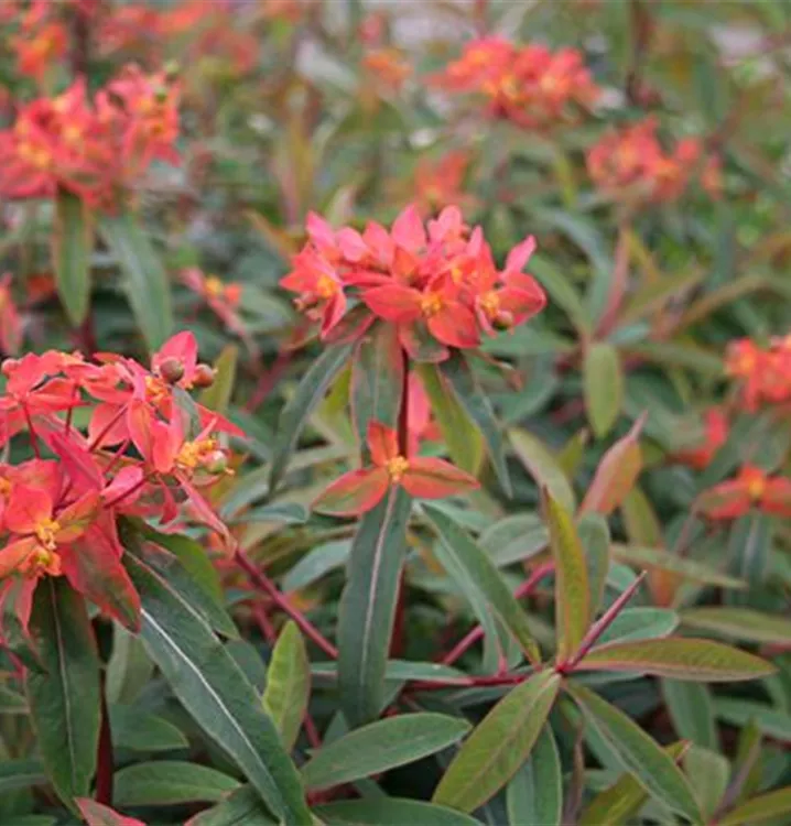 GartenWolfsmilch 'Dixter', Euphorbia griffithii 'Dixter' 1A Garten Ammer