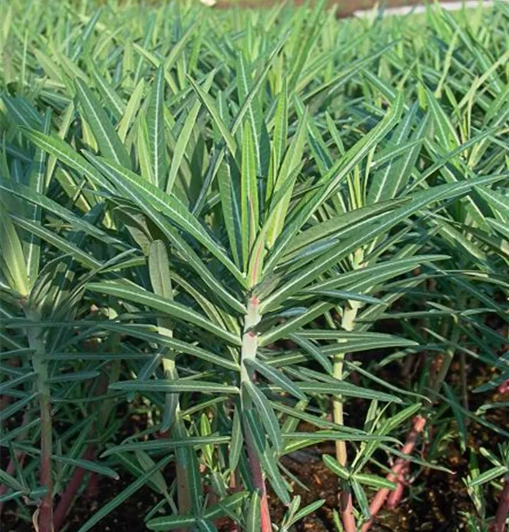 Kreuzblättrige Wolfsmilch, Euphorbia lathyris 1A Garten Ammer