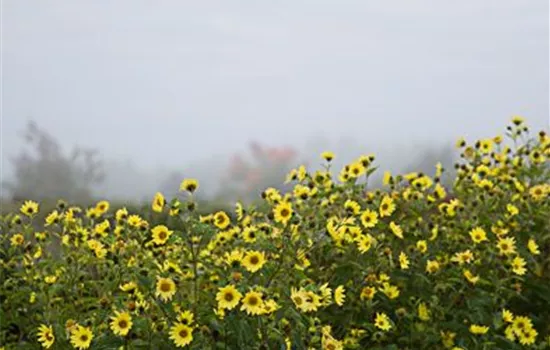 Kleinblumige Garten-Sonnenblume 'Lemon Queen'