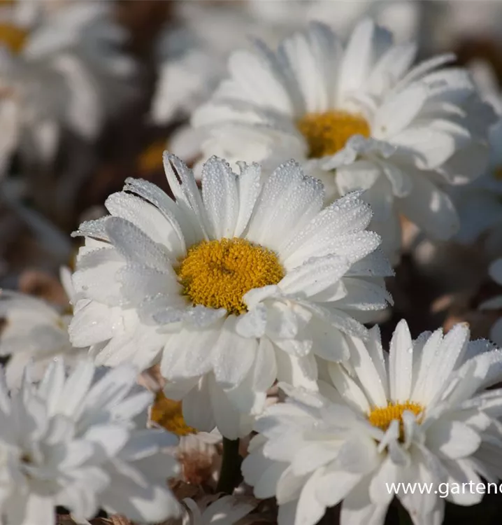 Großblumige GartenMargerite 'Victorian Secret', Leucanthemum x