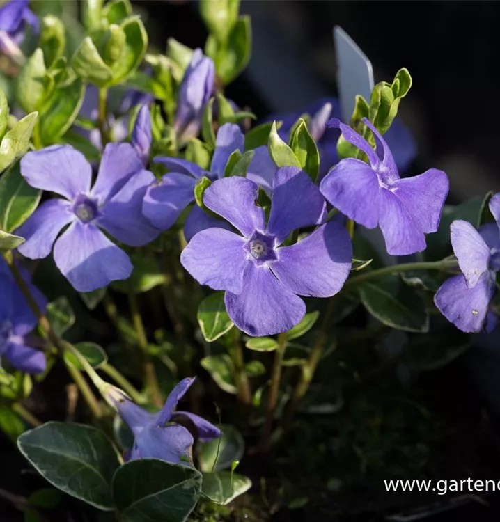 10x Kleinblättriges Immergrün - Winterharte Bodendecker Für Schattige Ecken