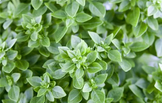 Ocimum basilicum 'Feinblättriges Grünes', GartenBasilikum