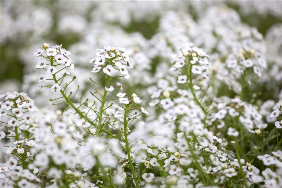 Lobularia Maritima White Stream Duftsteinrich White Stream 1a Garten Ammer