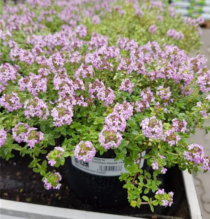 Thymus x citriodorus 'Doone Valley', ZitronenThymian 'Doone Valley