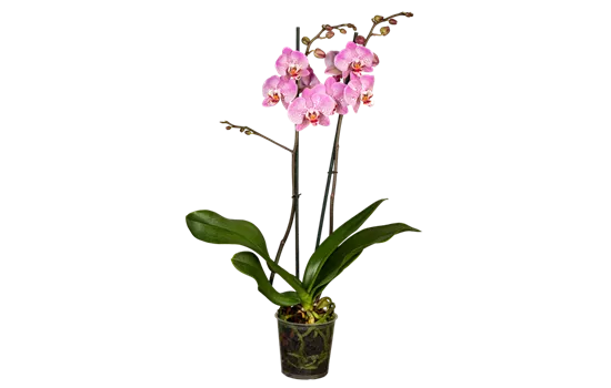 Orchidee lila special