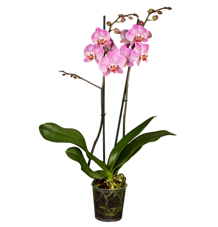 Phalaenopsis lila special