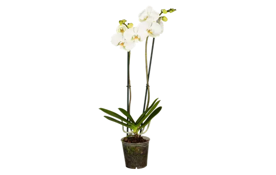 Orchidee 2er weiß