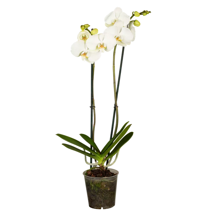 Phalaenopsis weiß 2er