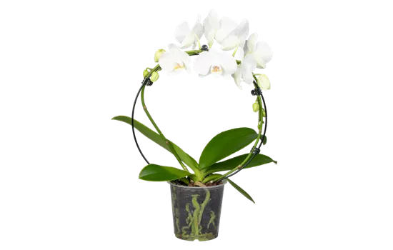 Orchidee Bogen weiß