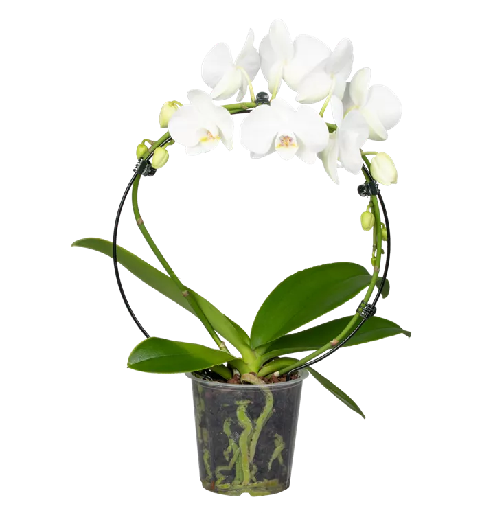 Phalaenopsis Bogen weiß