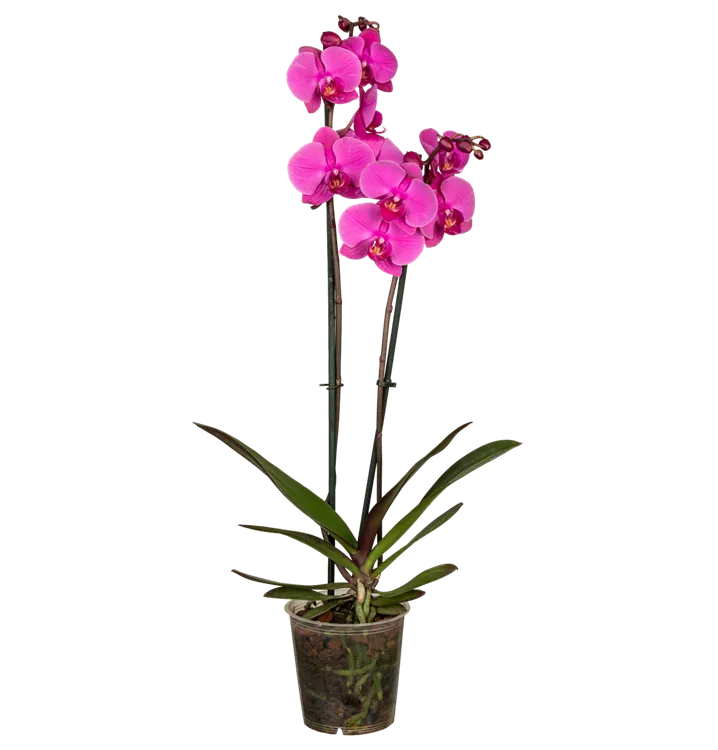 Phalaenopsis lila