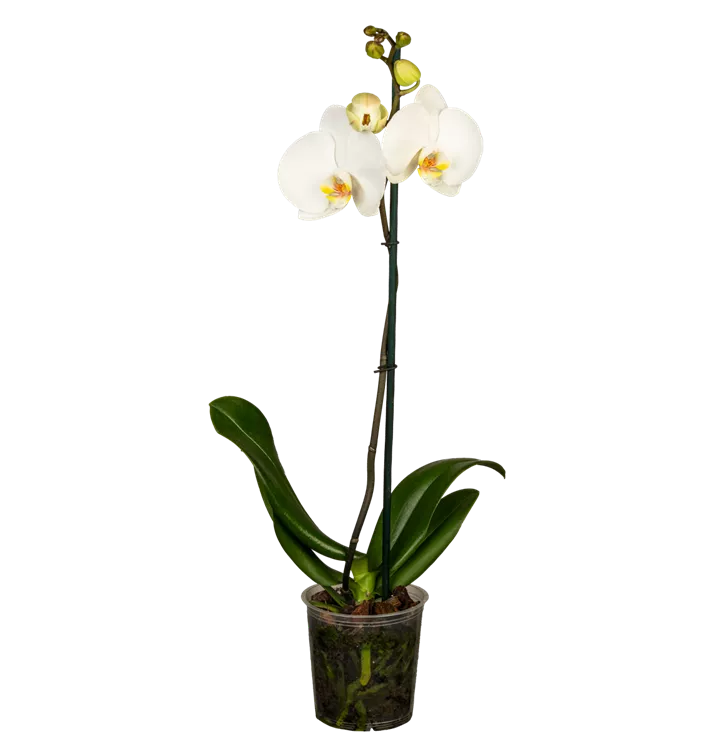 Phalaenopsis weiß 1er