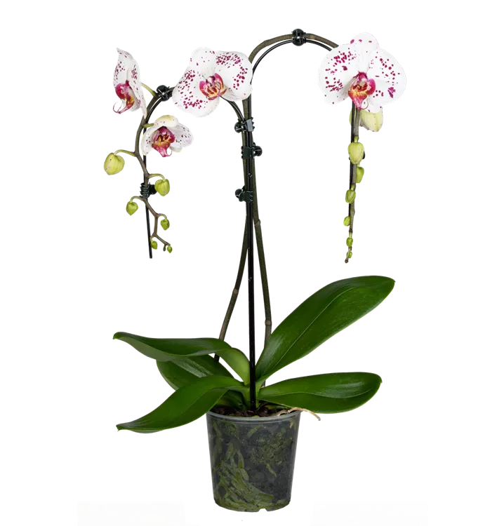 Phalaenopsis Double Umbrella lila special