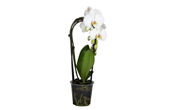 Orchidee Cascade weiß