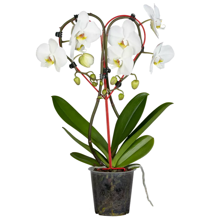 Phalaenopsis herz weiß