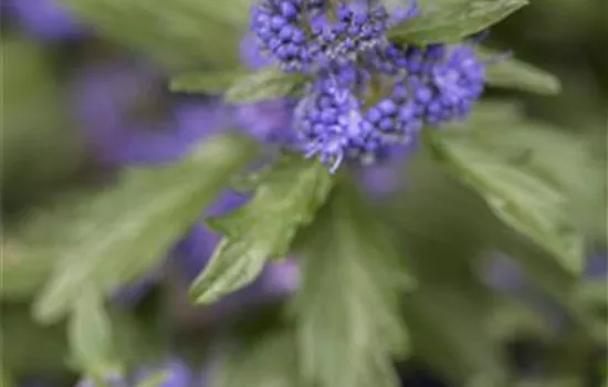 Bartblume 'Kew Blue'