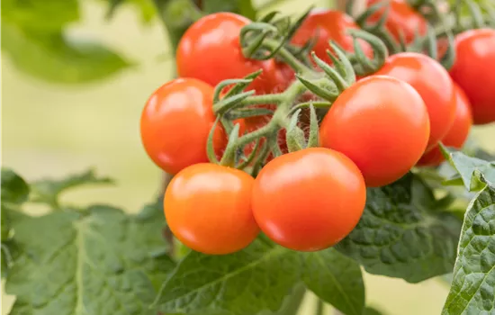 Solanum lycopersicum 'Fenda', Japanische Tomate 'Fenda