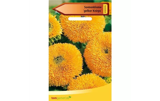 Sonnenblume 'Gelber Knirps'