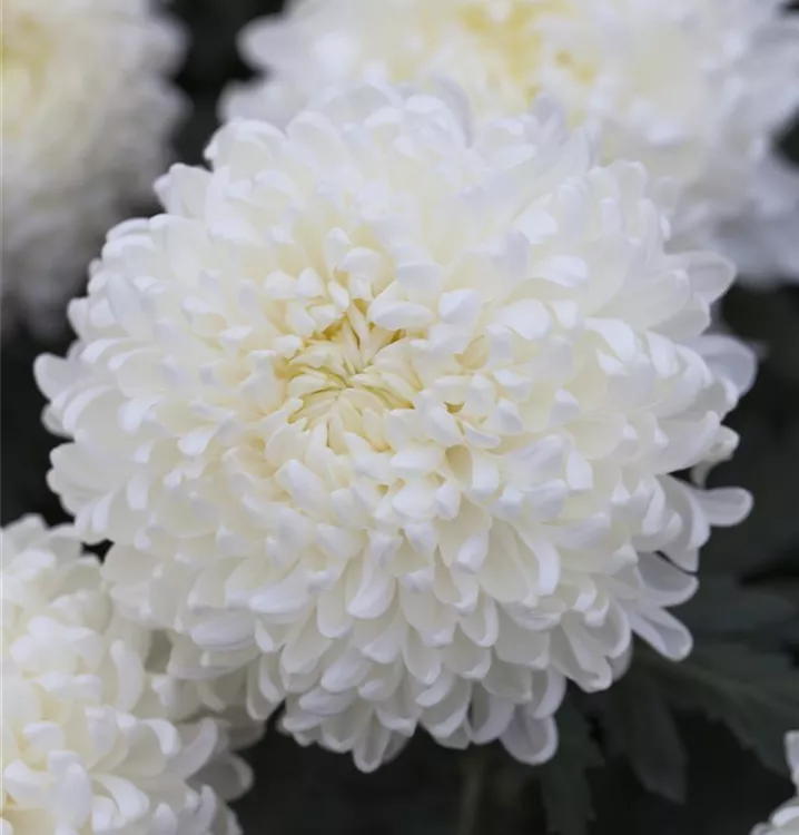 Großblumige Chrysantheme, Chrysanthemum indicum, großblumig 1A Garten