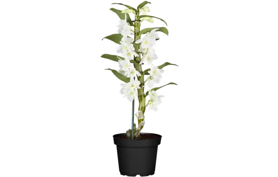 Dendrobium nobile, weiß