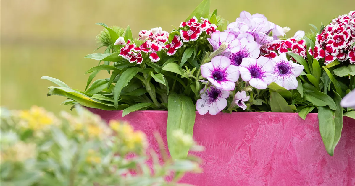 Bunt, bunter, Balkon! Balkonbepflanzung im Sommer 1A Garten Ammer