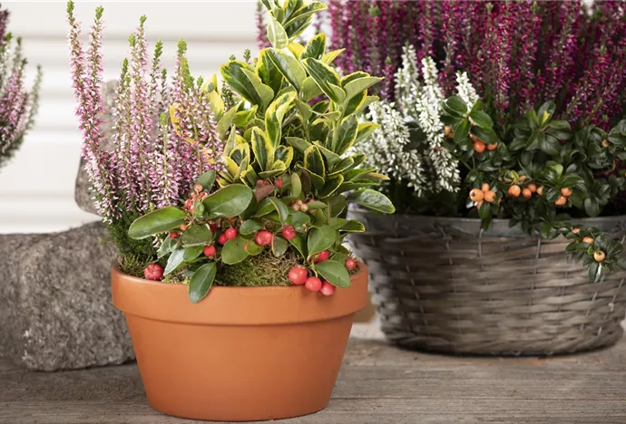 Der Balkonkasten im Herbst für Farbe