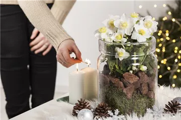 Pflanzen zu Weihnachten – Blüten zum Fest und gemütliche Stimmung