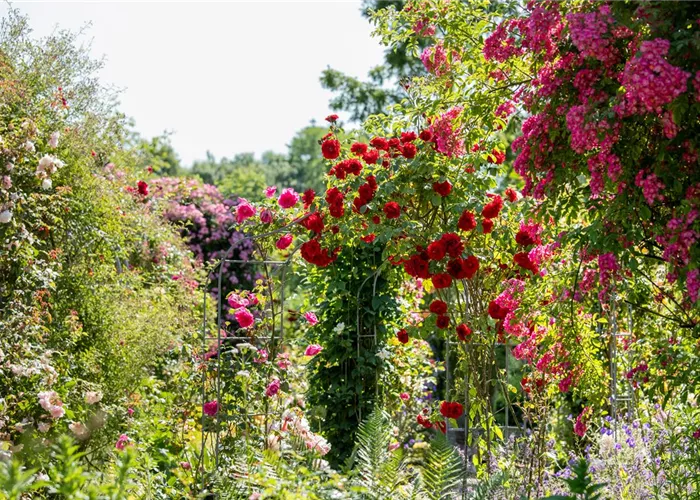 Tipps für einen Rosengarten