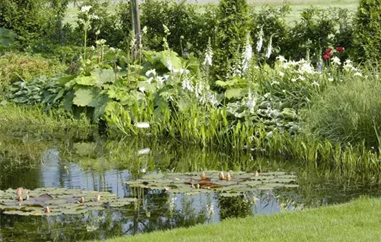 Gezielt die passenden Wasserpflanzen für den Teich aussuchen