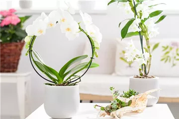 So kann der Zimmergärtner seine Orchideen zum Blühen bringen