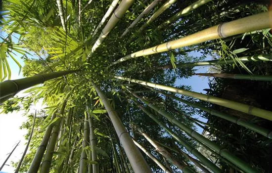 Bambus schneiden ist wie Rasen mähen, nur ein wenig größer