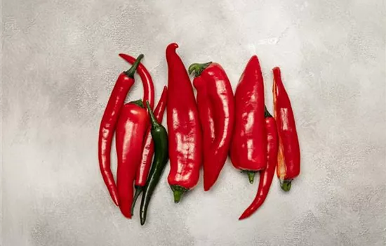 Paprika selber anbauen – Tipps für Anzucht und Ernte
